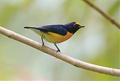 White-vented Euphonia